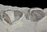 Two Enrolled Flexicalymene Trilobites - Mt Orab, Ohio #85395-2